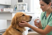 ivermectin for dogs